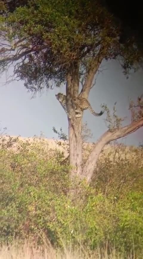Leopard resting in a tree in Lemek Conservancy, Maasai Mara