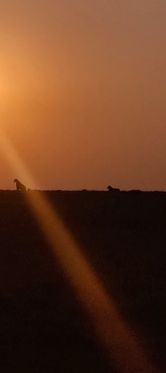 Cheetah silhouettes at sunrise in the Maasai Mara